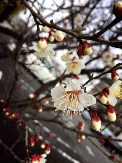 10980705_732185196888942_1609322215575166943_n