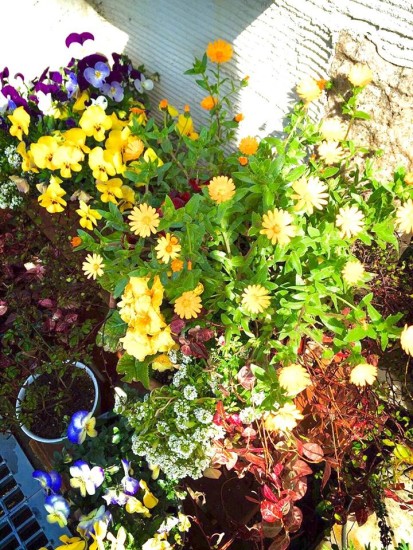 11009882_747429195364542_1142356402453911703_n