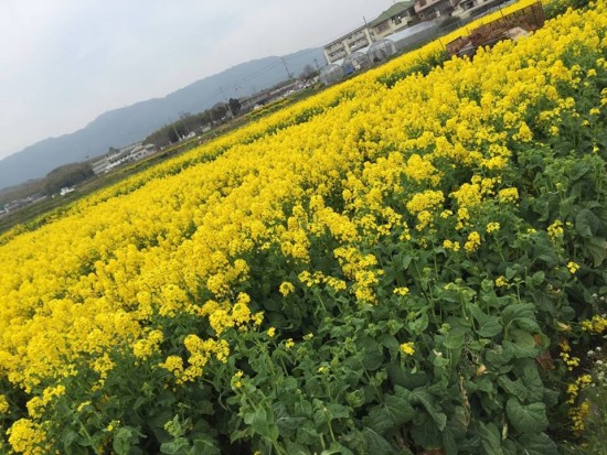 984296_747429192031209_7432852064449934415_n