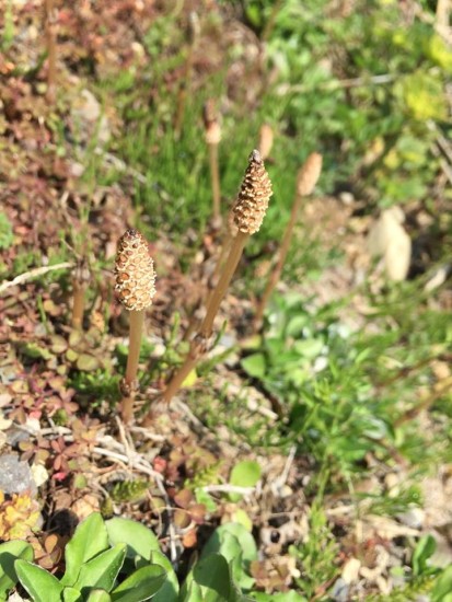 11148544_762691797171615_3431282880275008667_n