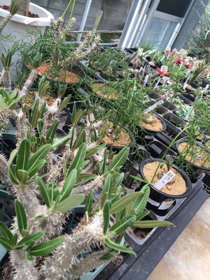 11391637_785505218223606_5482537304720705408_n