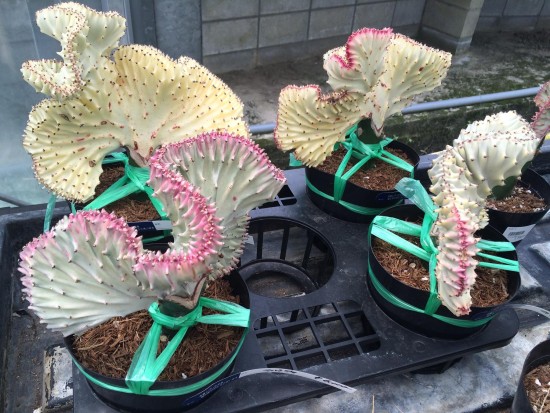 11406290_785503141557147_2523056325969573900_o