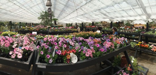 11412262_785505418223586_3131061964311786518_o