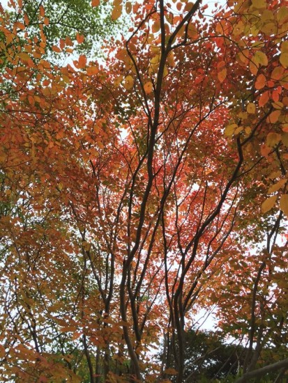 12074959_847631605344300_3186206348692373538_n