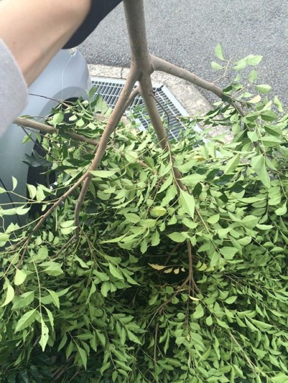 12087763_844189389021855_8500321569927734736_o