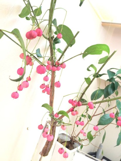 12115753_848903141883813_8304270885158180418_n