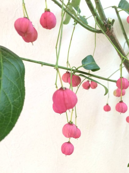 12140651_848903145217146_8862511547165940525_n