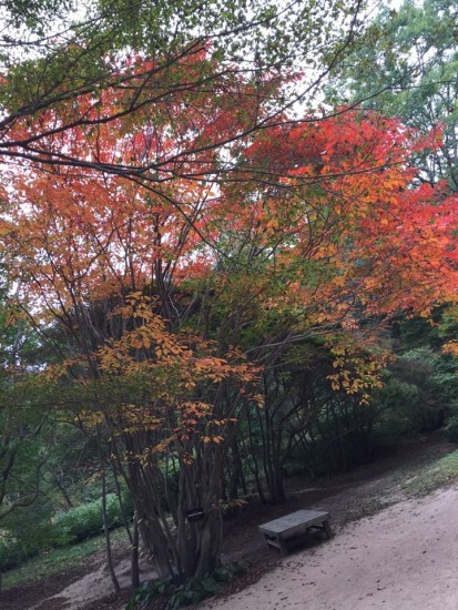 12141731_847631602010967_2872181388929154382_n