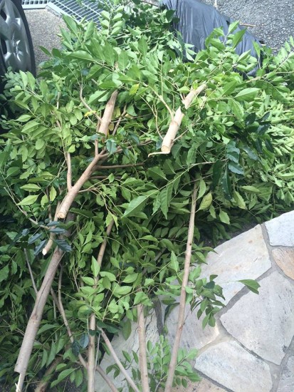 12144887_844189382355189_3877678062303998019_n