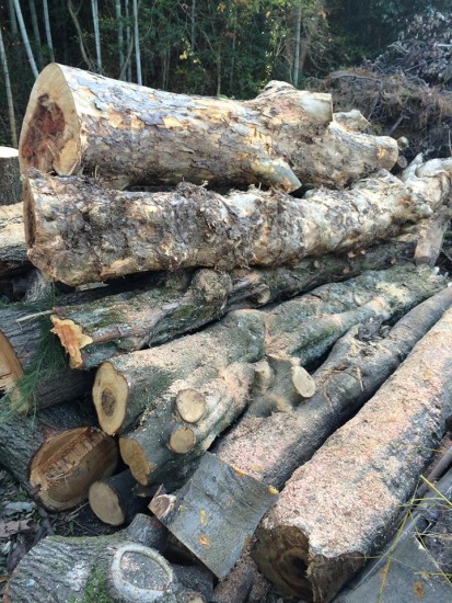 12316397_870809003026560_4866846056119146103_n