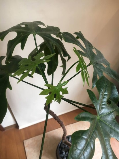 943826_926015647505895_4788951871325697538_n