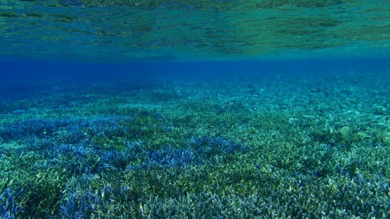 12916372_477729492430214_440243684443063373_o