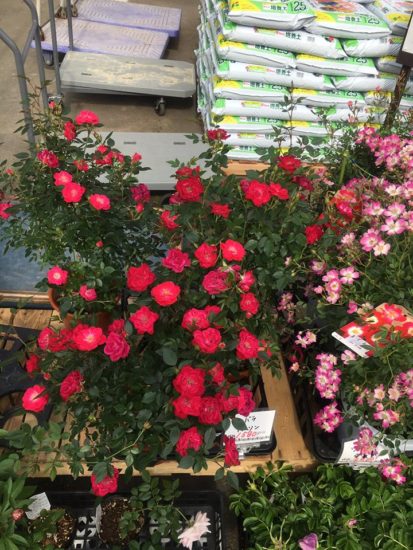 13083170_955871484520311_1999469482214551824_n