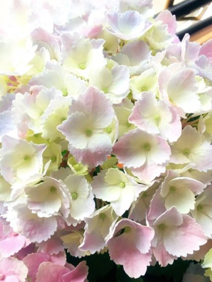 13094165_955871971186929_8578234179562389802_n