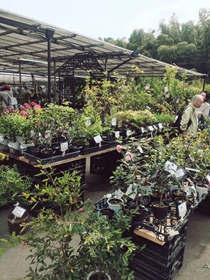 13102716_955871347853658_8272539803418667157_n