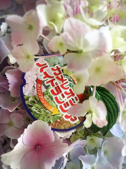 13103529_955871874520272_7238078568395056841_n