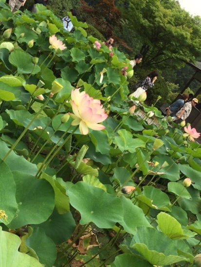 13521057_991557367618389_147467496_n