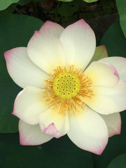 13522427_991557394285053_1014548697_n