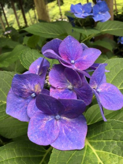 13535732_991557357618390_575653107_n