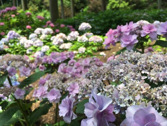 13536184_991557550951704_1622040360_n