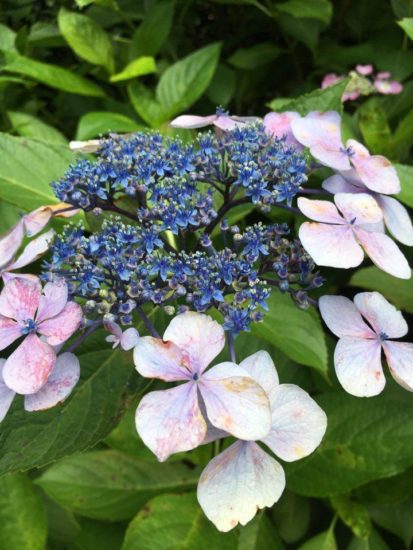 13563191_991557377618388_174625000_n