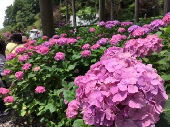 13563580_991557544285038_207410737_n