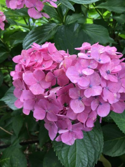 13563683_991557404285052_1549972400_n