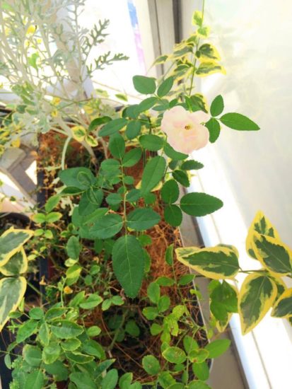 14454684_1057714874335971_1174356237_n