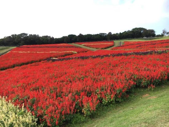 14793866_1081801478593977_1094602579_n