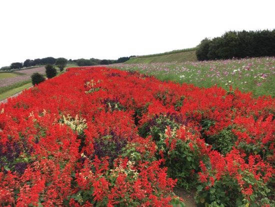 14794240_1081801465260645_1501160678_n