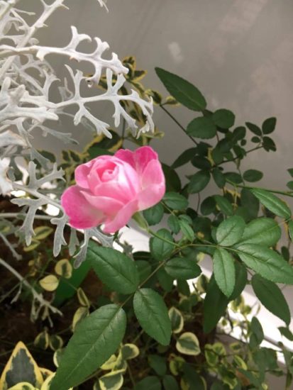 15128717_1114014392039352_1333309411_n